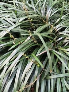 四合院之重生我为何大清Leslie飘零 / 著